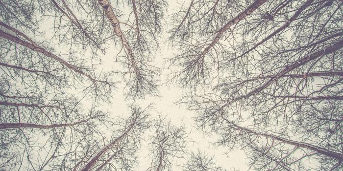4912x7360 Low Angle Photography Of Trees · Free Stock Photo