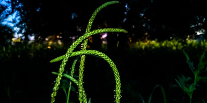 3552x2000 3086459 adobe photoshop, black, decorative plant, field, free