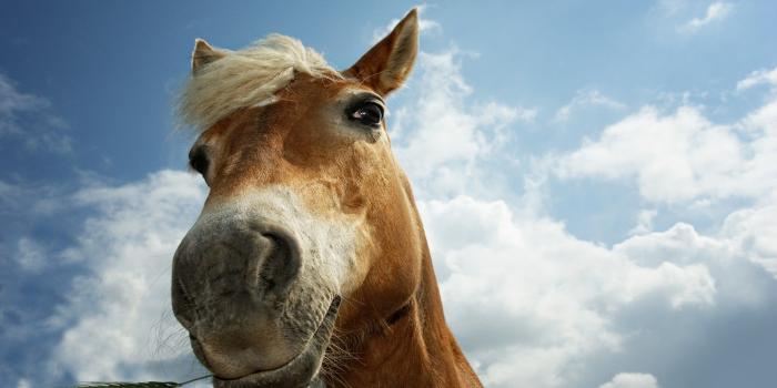 1920x1200 Tuesday 20th October 2015 08AM - 1920x1200px Amazing Horse Desktop