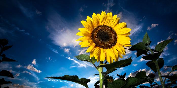 5760x3840 Low angle photo of yellow sunflower on clear blue sky, bavaria HD