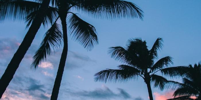 1268x1902 low angle photography of coconut trees | Iphone wallpaper in 2019
