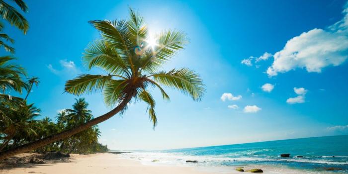 1366x768 Download HD Nature Sea Ocean Palm Beach Island Trees Wallpaper