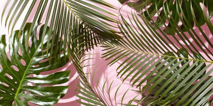 4800x2700 Tropical Wallpaper 14 - 4800 X 2700