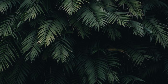 1730x1155 10 Tropical Jungle iPhone X Wallpapers | Preppy Wallpapers
