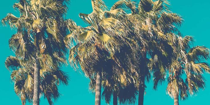 1730x1155 Let's go Coconuts! Enjoy 10 Tropical iPhone Wallpapers!