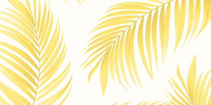 1650x1070 Yellow Tropical Palm Wallpaper Mural - Murals Wallpaper