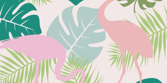 1920x1920 Flamingo Tropical Wallpaper Free Stock Photo - Public Domain Pictures
