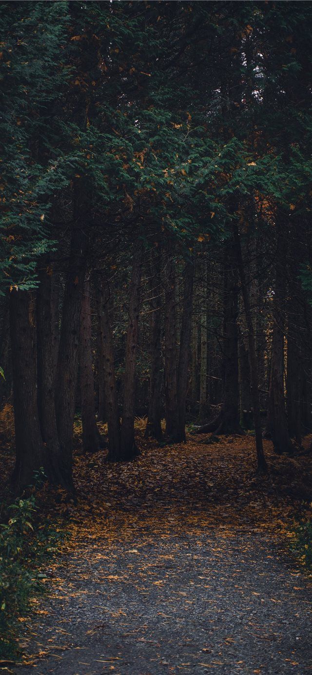 640x1385 Montreal Canada iPhone X wallpaper #tree #montreal #path #Canada