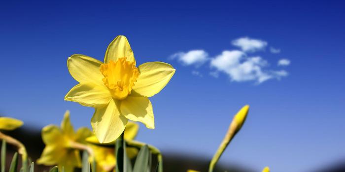 2560x1600 Daffodil Wallpapers