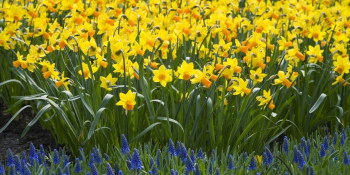 1920x1080 Daffodil Wallpaper Free Download