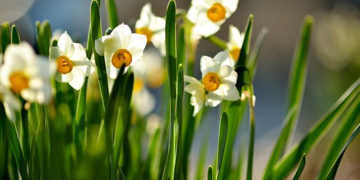 1920x1200 White and orange daffodils wallpaper - Flower wallpapers - #19496