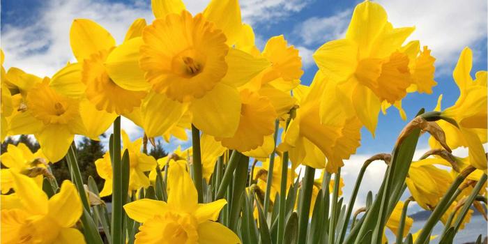 1602x1202 Daffodil Wallpapers - Top Free Daffodil Backgrounds - WallpaperAccess