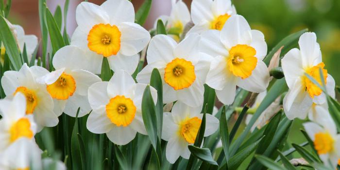3840x2593 2713576 3840x2593 daffodil 4k free desktop wallpaper | Earth