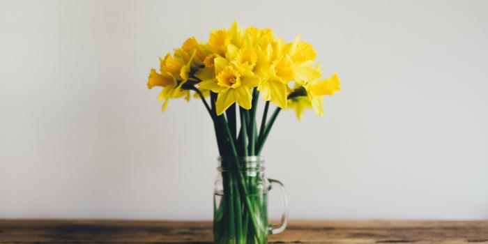 3840x2160 Daffodils Wallpaper - iPhone, Android & Desktop Backgrounds