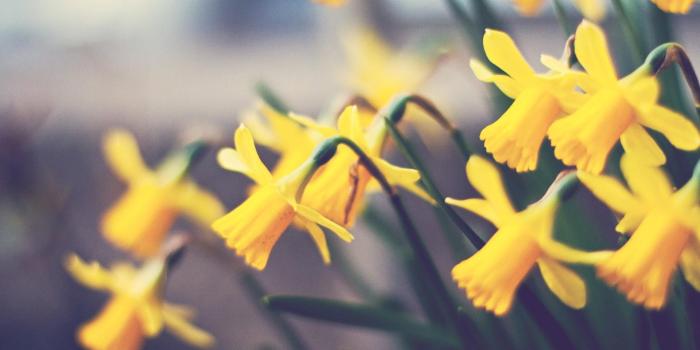 1920x1200 Daffodil Wallpaper 5 - 1920 X 1200