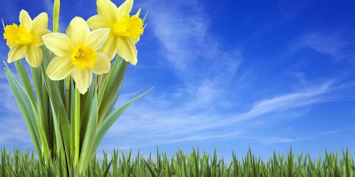 1920x1200 Daffodil wallpaper | 1920x1200 | #51532