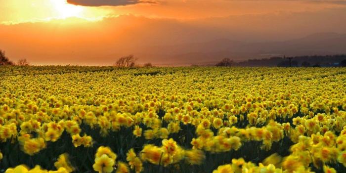 1600x1175 149 Daffodil HD Wallpapers | Background Images