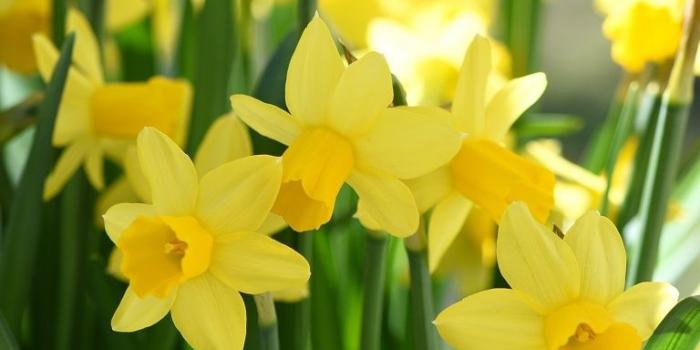 768x1280 Pretty Daffodil Wallpapers