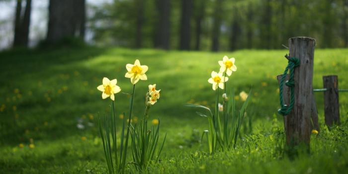 2560x1600 Daffodil Wallpapers - Top Free Daffodil Backgrounds - WallpaperAccess