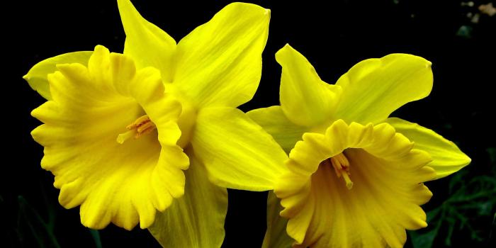 2560x1600 Daffodils wallpaper - Flower wallpapers - #11985