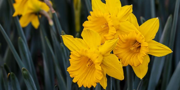 3554x1999 Beautiful Daffodils ❤ 4K HD Desktop Wallpaper for 4K Ultra HD TV