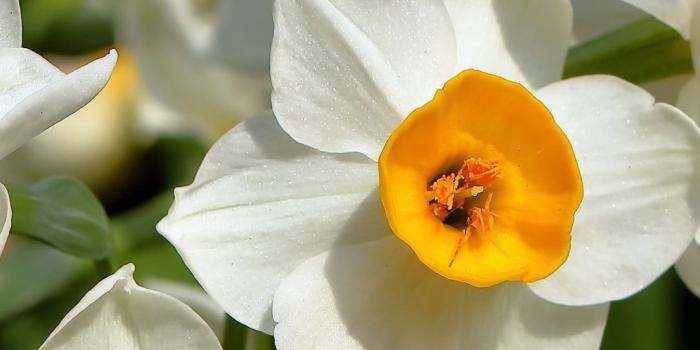 1080x1920 Earth/Daffodil (1080x1920) Wallpaper ID: 672879