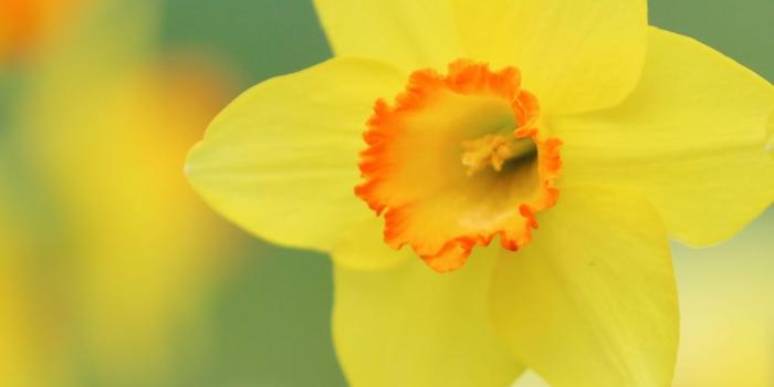 1080x1920 HD Wallpaper 6 | Flowers | Daffodils, Daffodil flower, Flowers