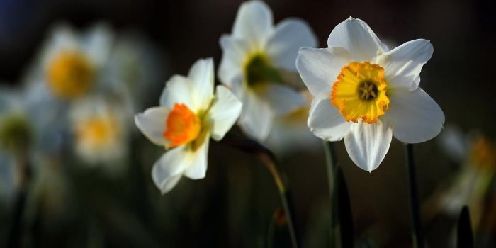 1920x1200 Daffodil Wallpaper 15 - 1920 X 1200
