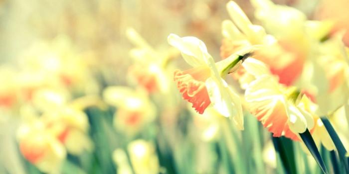 1562x997 Daffodils Yellow Flowers Macro Hd Wallpaper | Cute Wallpapers