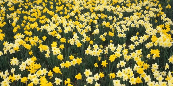 1920x1080 Yellow Daffodil flower field at daytime HD wallpaper | Wallpaper Flare