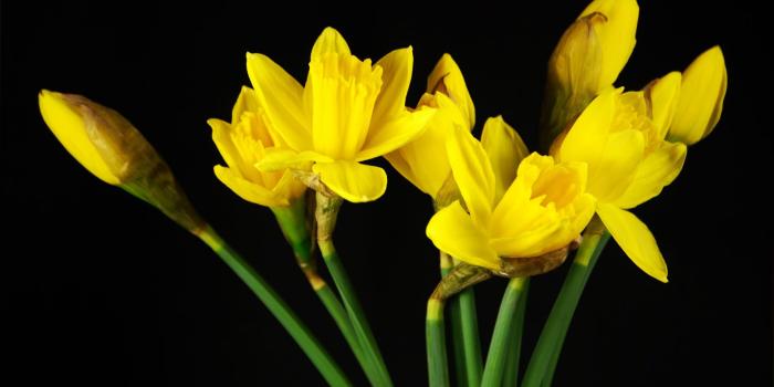 1920x1080 Daffodil-wallpaper-Background-HD-12