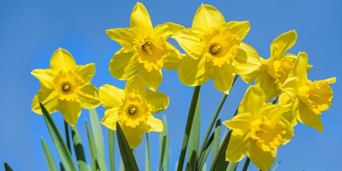 4928x3280 1394874 daffodil : Wallpaper Collection 4928x3280 | Earth | Tokkoro