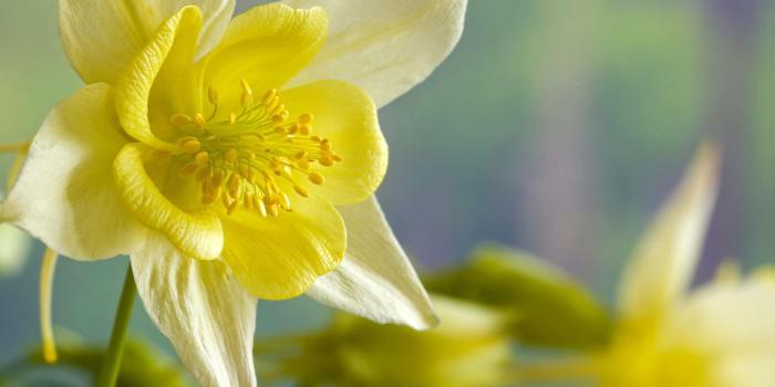 1920x1080 Daffodil Wallpapers - Top Free Daffodil Backgrounds - WallpaperAccess