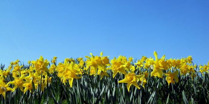 3992x2657 Daffodil spring - Desktop Wallpaper