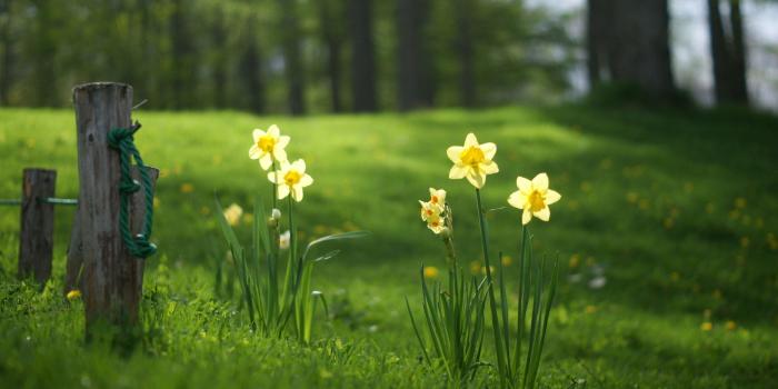 2560x1600 Daffodils wallpaper - Flower wallpapers - #28792