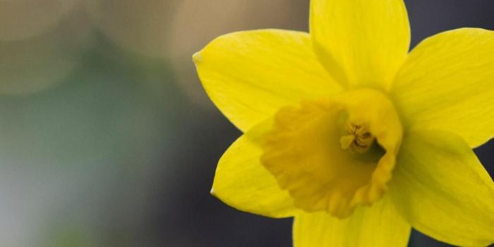 1080x1920 Daffodil Wallpaper - (39++ Image Collections)