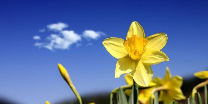 1024x768 Gallery For Daffodil Wallpapers For Desktop Desktop Background