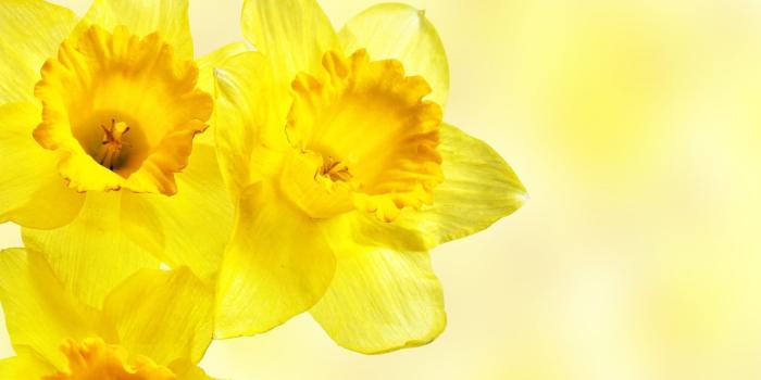 1920x1080 Yellow daffodil flowers, daffodils, flowers, yellow flowers HD