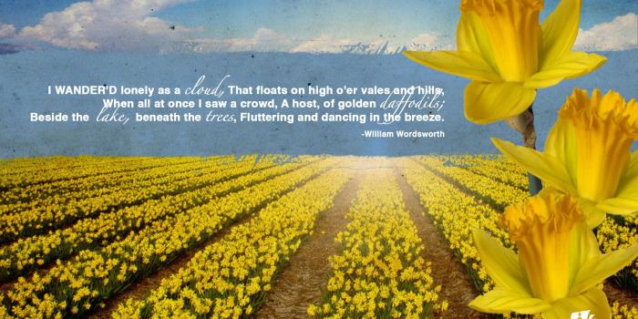 1920x1200 Daffodils Wallpaper (53+ pictures)