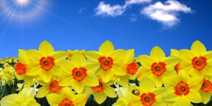 1366x768 narcissus wallpaper Gallery