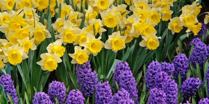 1680x1050 Daffodils Desktop Wallpapers - THIS Wallpaper