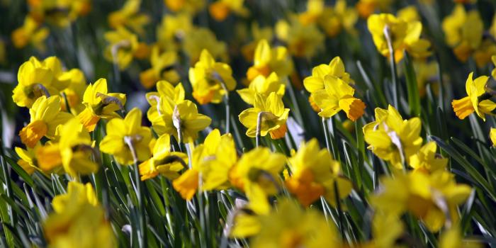 2560x1920 daffodil wallpapers | daffodil stock photos