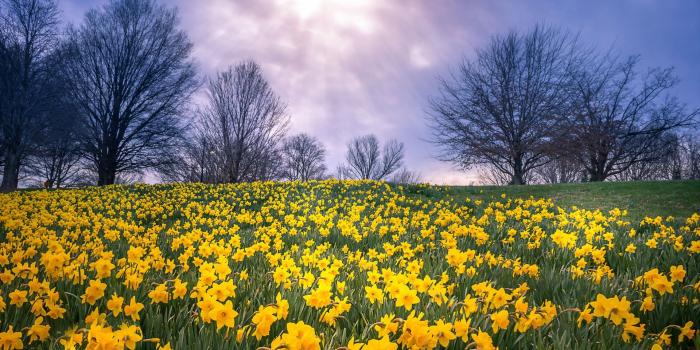 1920x1200 Field Of Daffodils Wallpaper - 52DazheW Gallery