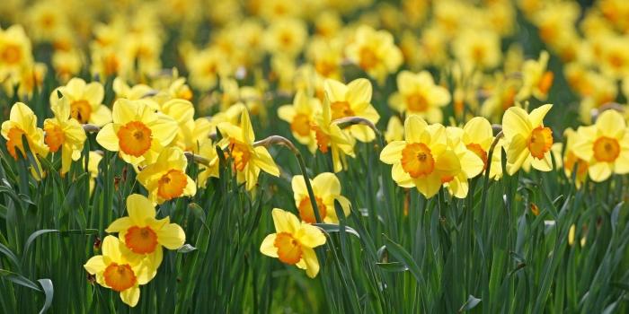 1920x1080 Wallpaper Wiki Daffodils Background Wallpapers PIC WPD0013491 Hd