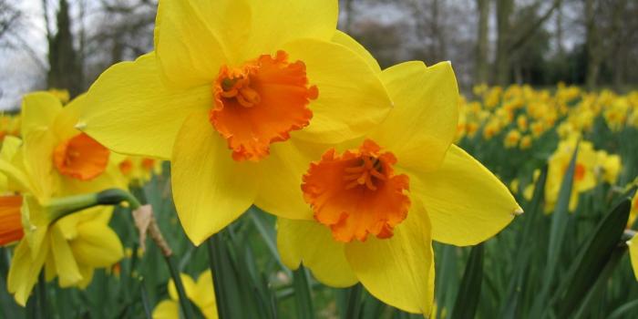 1600x1200 daffodils-flowers-daffodil-flower-desktop-wallpaper-download