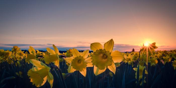 1920x1200 Daffodil HD Wallpaper | Background Image | 1920x1200 | ID:397911