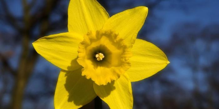 1680x1050 Daffodil Wallpaper – Background Wallpaper HD