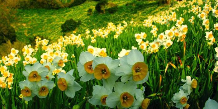 1024x768 Daffodil Wallpapers Full HD #Q55Z7J3 - 4USkY