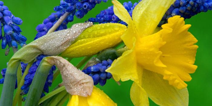 1920x1080 1920x1080 Daffodil Browser Themes & Desktop Pics