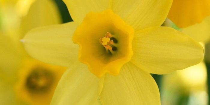 1080x1920 Wallpaper Yellow daffodil close-up photography 3840x2160 UHD 4K
